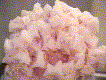 Halite.gif (4388 bytes)